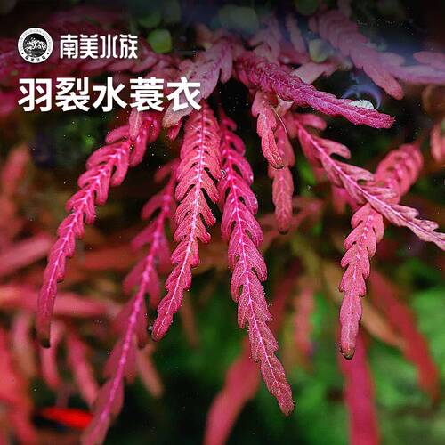 羽裂水蓑衣雨裂大安水蓑衣荷兰景水草水下叶中后景宫廷淡鱼缸造景 - 封面