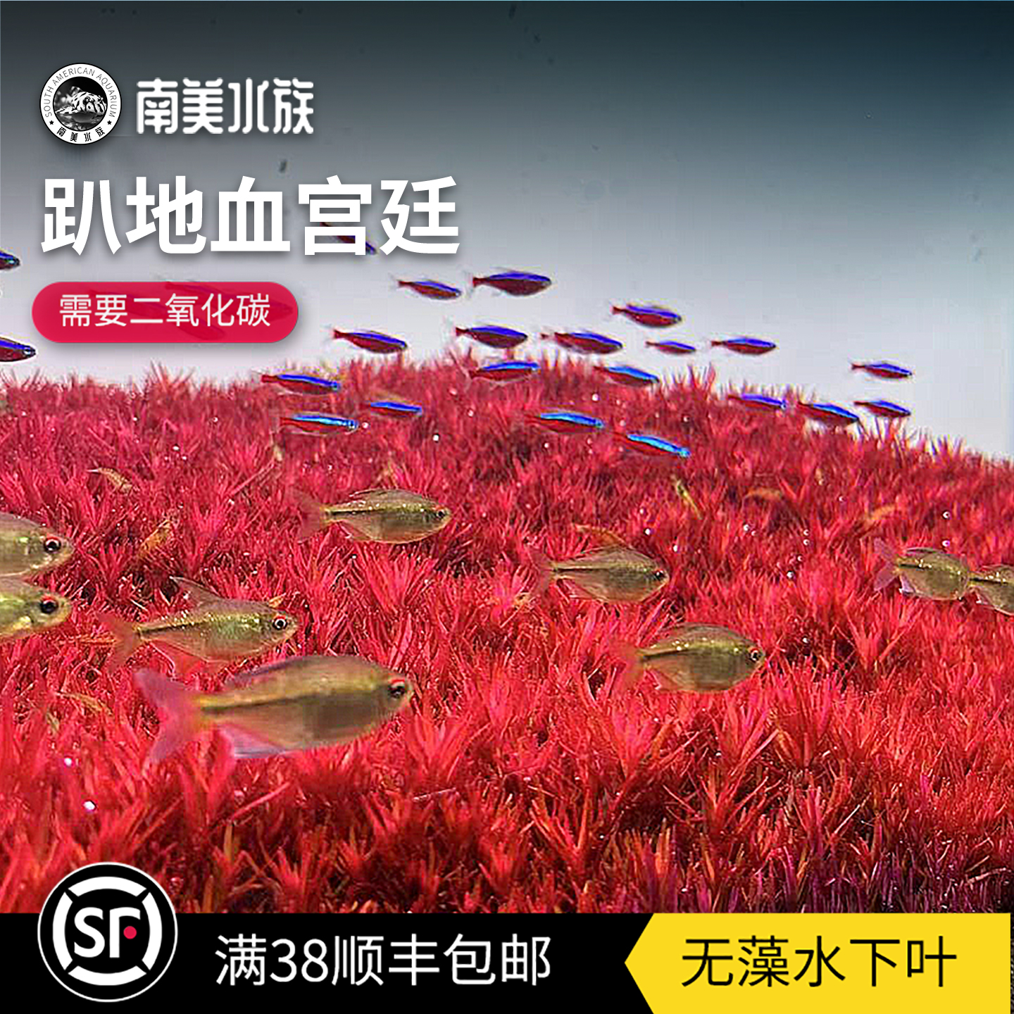 尼特利趴地血红宫廷水下叶水草缸