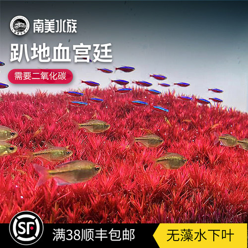 尼特利趴地血红宫廷水下叶水草缸