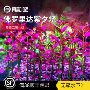 紫夕烧佛罗里达新品水草水下叶荷兰景血红宫廷小圆叶草缸装饰植物