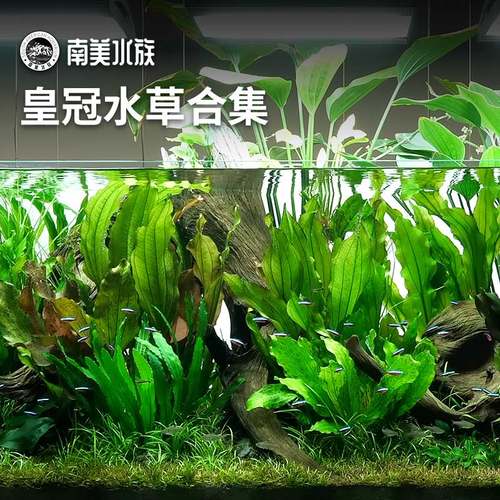 皇冠水草造景新手好养水草无需碳