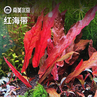 红海带水草后景红色稀有睡莲水下叶大卷浪淡水鱼缸造景南美水族