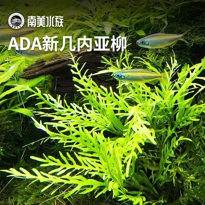 ADA新几内亚柳锯齿翠中柳水草无需CO2宫廷荷兰景水下叶打头草缸