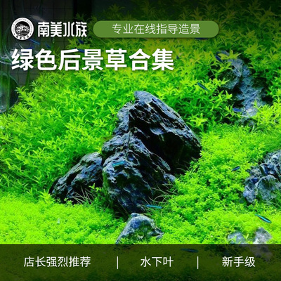 绿色后景草淡水鱼缸造景水下叶