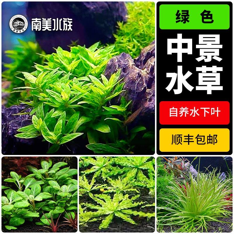 叉柱花迷你古精天湖荽日本箦藻罗贝利喷泉太阳中前景水草鱼缸造景