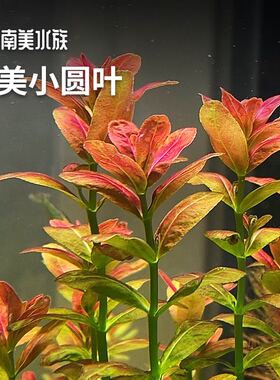 南美小圆叶后景红色水草水下叶宫廷水兰ADA淡水鱼缸造景南美水族