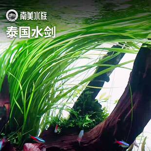 泰国水剑细叶水兰皇冠后景水草水下叶溪流缸阴性水草缸南美缸造景