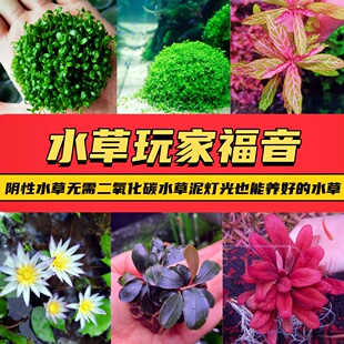 鱼缸造景阴性前中后粘沉木迷你水草矮珍珠牛毛椒皇冠水下叶带根