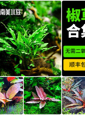 椒草水草迷你绿温蒂泰国青椒喷泉美波利咖啡椒草阴性草水下叶造景