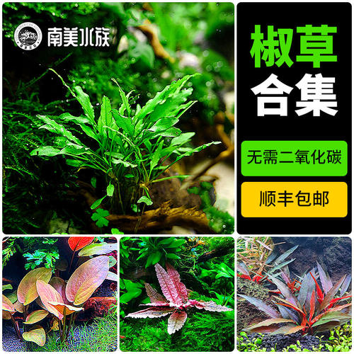 迷你椒草绿温蒂火烈鸟椒草水下叶
