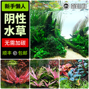 鱼缸阴性水草辣椒榕迷你椒草黑木蕨细叶铁皇九冠莫斯睡莲水兰造景