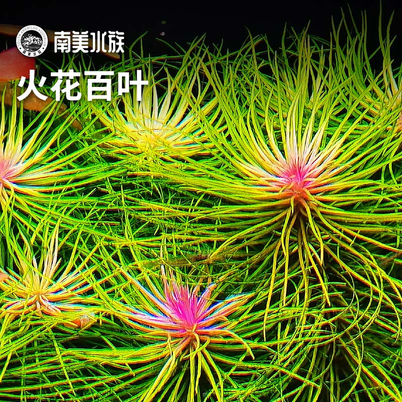 火花百叶谷精太阳绿色水草荷兰缸造景套餐水下叶淡水鱼缸南美水族