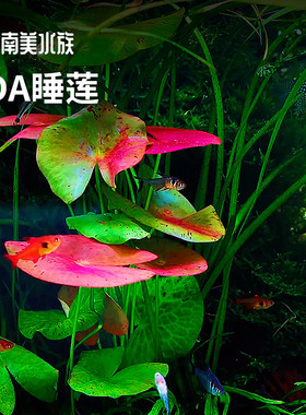 ADA睡莲稀有水下叶后景红色水草淡水鱼缸草缸造景装饰南美水族