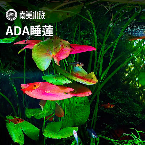 高端小型红色睡莲水草水下叶后景