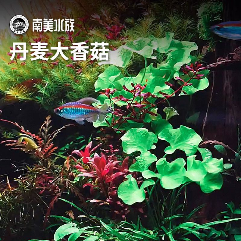 丹麦大香菇嫩绿色水草小型睡莲