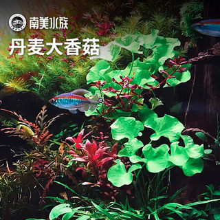 丹麦大香菇中后景绿色阴性水草睡莲宫廷淡水鱼缸草缸造景南美水族