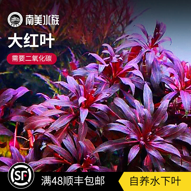 大红叶荷兰景水草套餐绿宫廷红宫廷淡水鱼缸造景水草用品南美水族