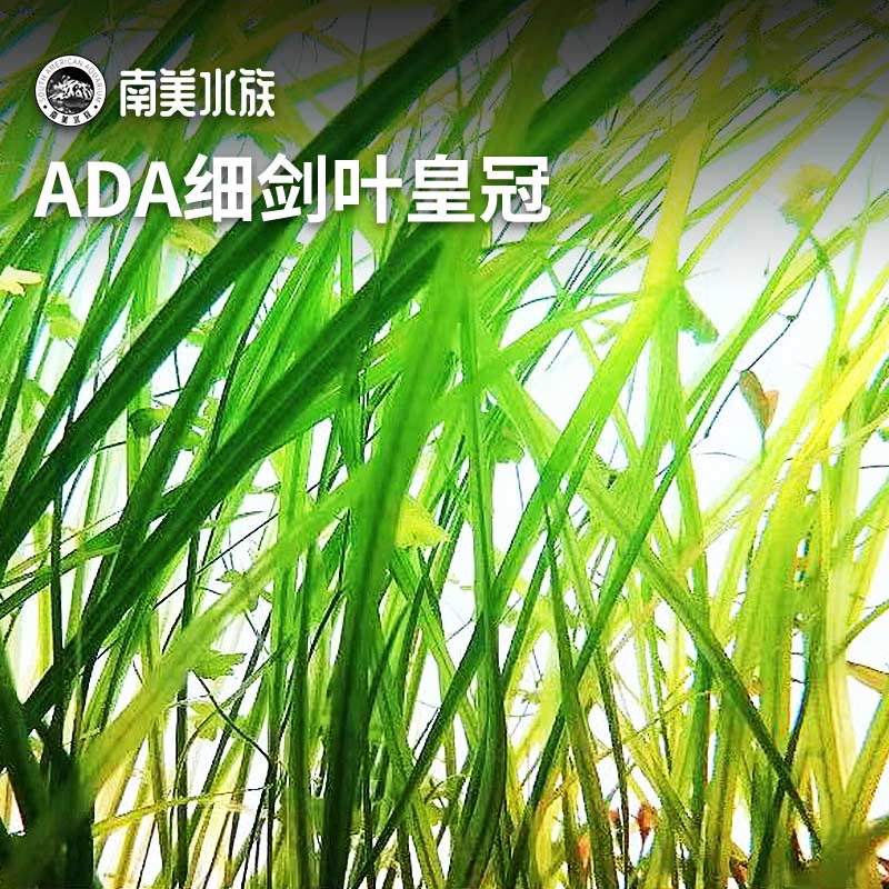 ADA细剑叶皇冠细叶皇冠稀有水兰细叶古精后景阴性水草缸造景植物