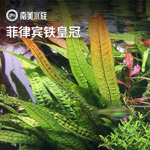 菲律宾铁皇冠丹麦细叶ADA叉叶铁阴性水草水下叶无碳草缸鱼缸造景