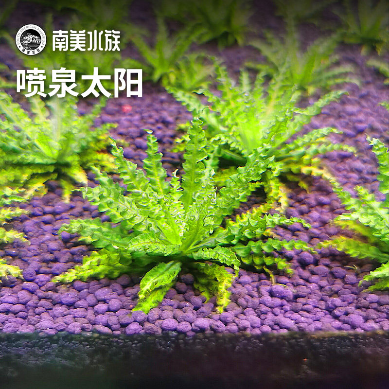 喷泉太阳喷太椒草绿色中景水草南美叉柱花无菌杯宫廷淡水鱼缸造景