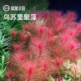 乌苏里聚藻红羽毛红雨伞红松尾红色后景水草水下叶血红宫廷水草缸