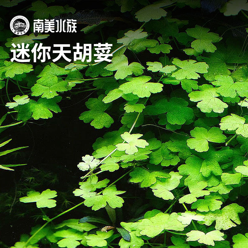 迷你天湖荽天湖葵荷兰水草套餐绿宫廷水下叶淡水鱼缸造景南美水族