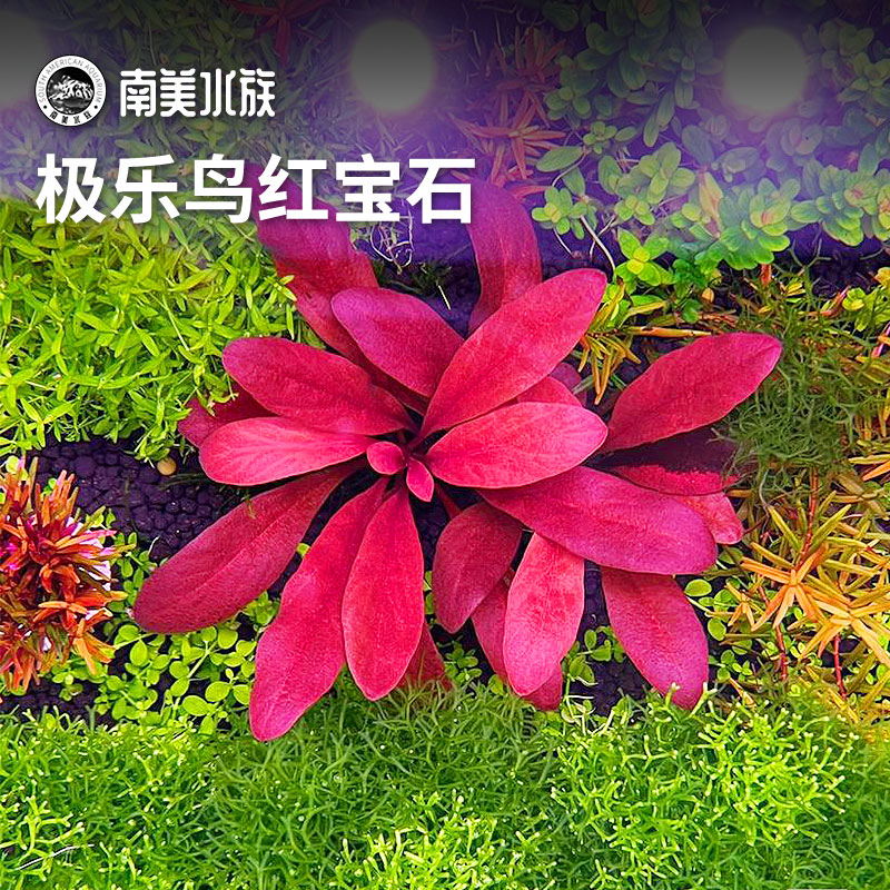 极乐鸟红宝石稀有水草鱼缸造景