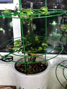 新款蟹爪兰支架A4 带开口 平面款 火龙果 叶仙 仙人掌嫁接苗花架