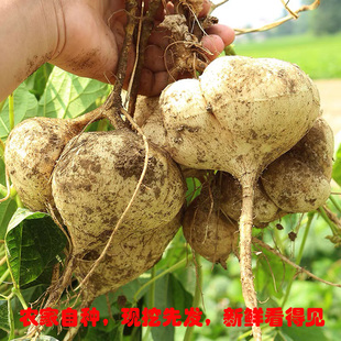 江西地萝卜凉薯地瓜新鲜白地瓜沙葛白土瓜现挖农家自种土瓜包邮