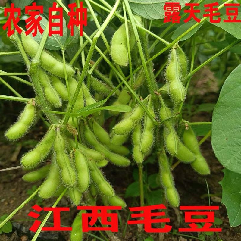 江西毛豆新鲜带壳青豆子蔬菜嫩豆荚青豆商用农家现摘时令大豆黄豆