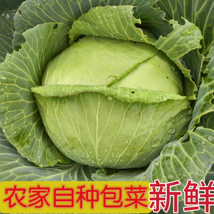 江西新鲜包菜现摘农家自种老品种扁包心菜脆甜甘蓝卷心菜平包心菜