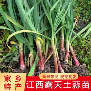 江西新鲜土蒜苗现挖现发带泥紫皮香蒜苗蒜头农家自种蔬菜带叶大蒜