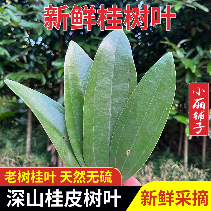 现摘桂皮树叶肉桂叶子天然香料