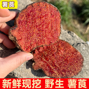 深山野生薯莨广西新鲜现采鸡血莲红药子朱砂莲天然染料可染香云纱