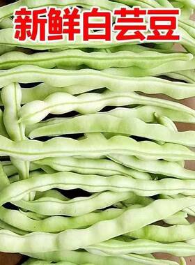 山东新鲜芸豆扁豆白不老豆角