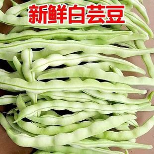 山东新鲜芸豆扁豆白不老豆角新鲜现摘老来少白云豆无筋豆九粒白