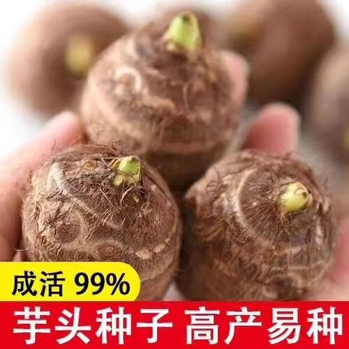 山东毛芋头种子笨芋头种仔芋艿小毛芋头种子毛芋头种苗盆栽清明种