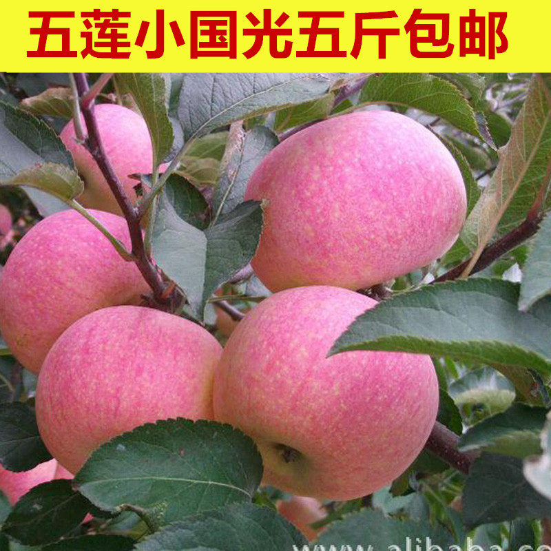 山东五莲正宗国光苹果新鲜水果应季套纸袋酸甜孕妇食用五斤包邮,水产肉类/新鲜蔬果/熟食,苹果,淘宝优惠券,粉丝福利购,淘宝优惠卷