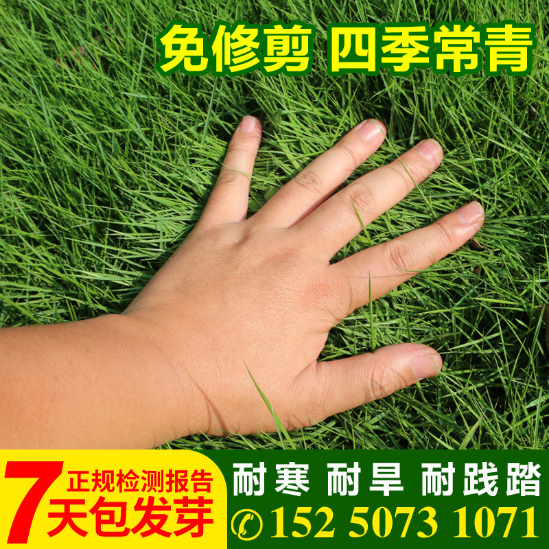 草坪种子草籽四季常青绿化狗牙根家庭园艺种子