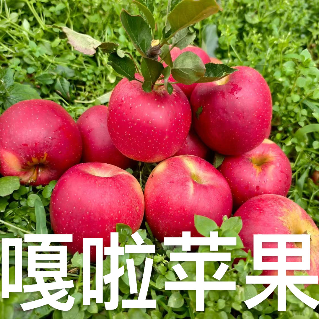 【应季水果新鲜季】云南高原嘎啦苹果 当季新鲜水果孕妇小孩苹果