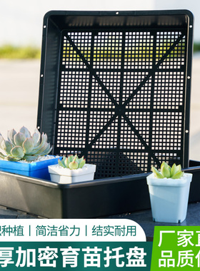 盘芽白色新款石斛盘玛咖盘长育苗托盘正方盘小黑方加厚密厂家直销