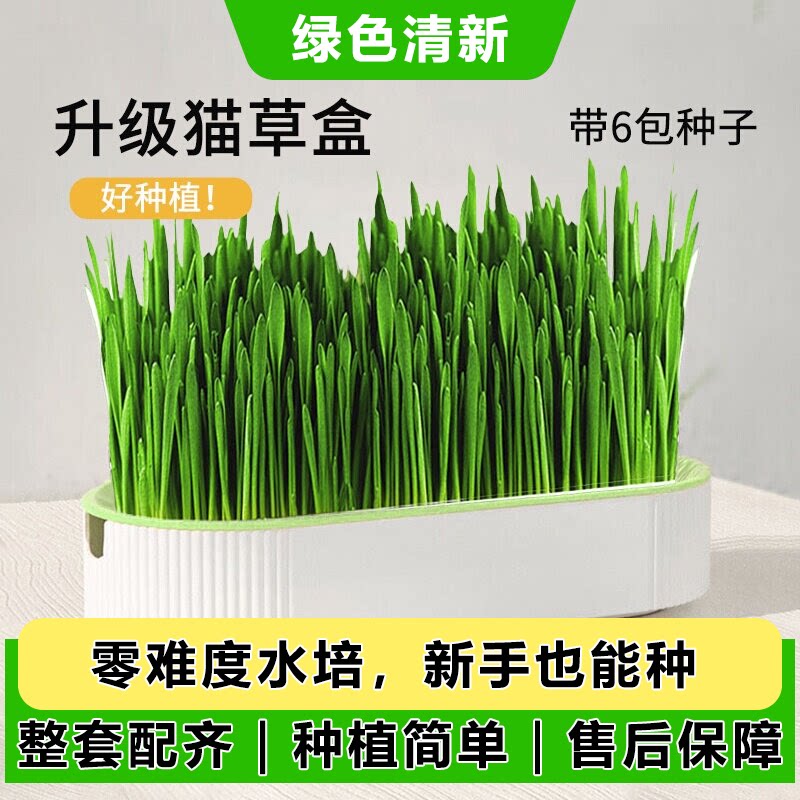 猫草盆栽猫薄荷种幼猫咪零食