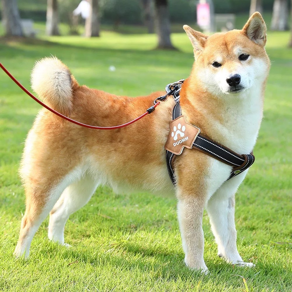 德国狗狗牵引绳中大型犬