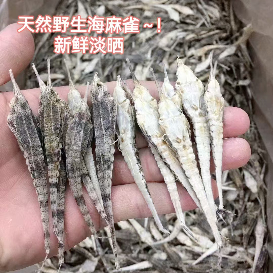 渔民淡晒海麻雀 野生天然长身海燕子海产干货 养生泡酒滋补煲汤料