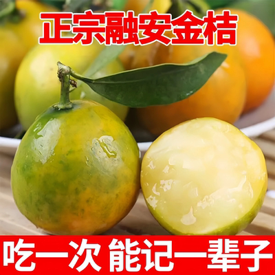 正宗第三代脆蜜金柑大果