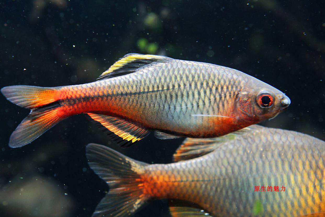 齐氏鱊 冷水鱼冬天不加温 广东田中鳑鲏 革条鱊原生观赏鱼旁皮
