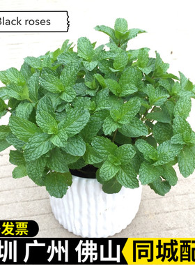 薄荷盆栽可食用好养绿植室内阳台四季常青花草植物桌面驱蚊小盆景