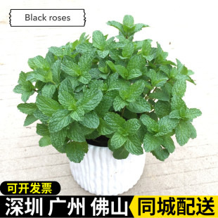 薄荷盆栽可食用好养绿植室内阳台四季常青花草植物桌面驱蚊小盆景