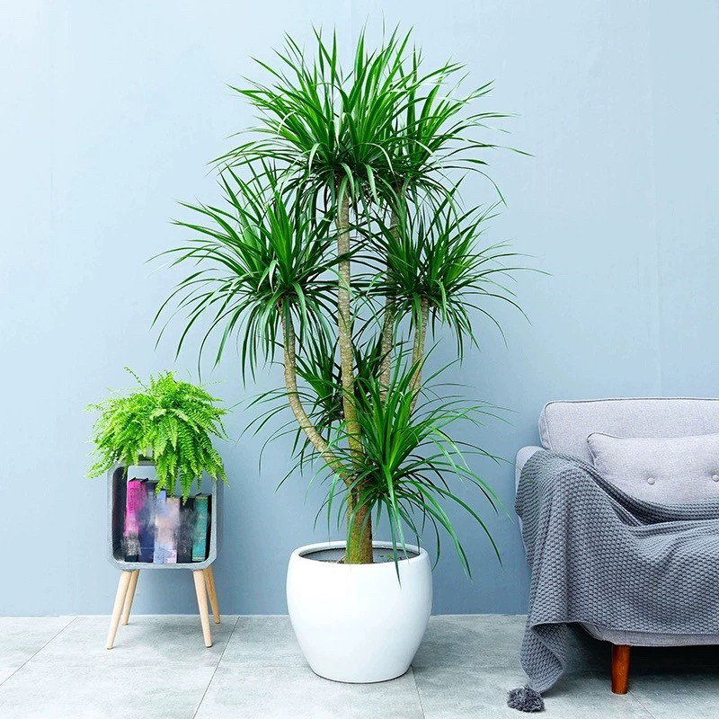 深圳龙血树盆栽龙须树大型植物