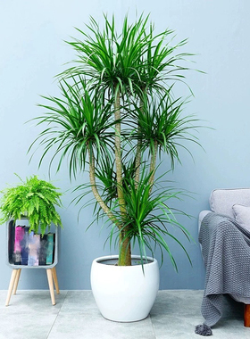 多头龙血树盆栽龙须树室内盆景室内客厅净化空气植物阳台绿植